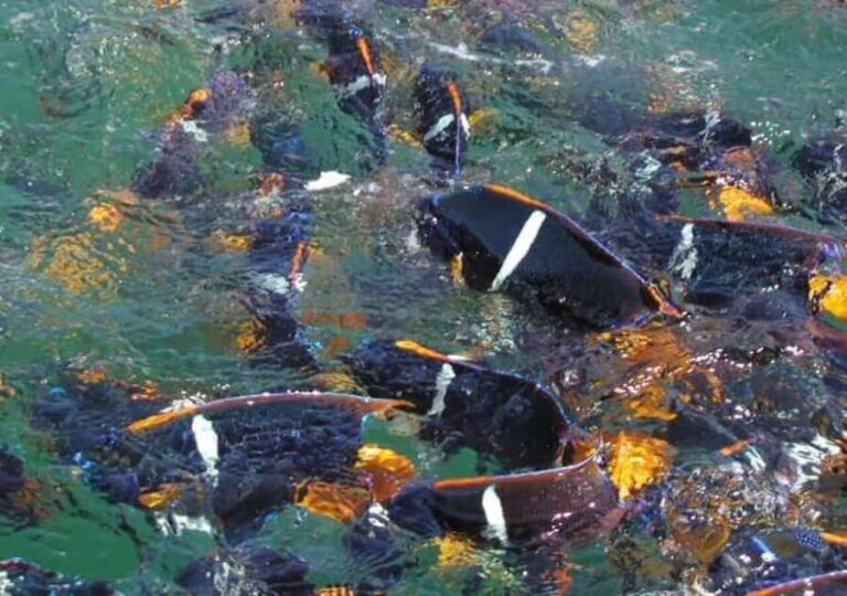 Snorkeling and Yelapa Beach Tour Majahuitas - What Makes This Tour Stand Out