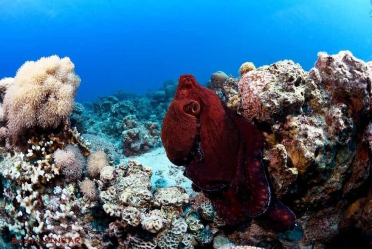Snorkeling From Shore - FAQ