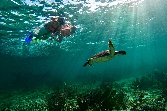 Snorkeling Guided Activity in Puerto Morelos Mexico - Why This Tour Works Well