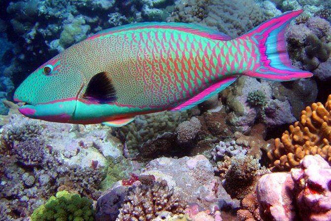 Snorkeling in Puerto Morelos - What Do Travelers Say? Authentic Perspectives