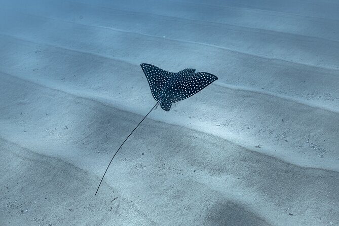 Snorkeling in San Jose del Cabo - Who Will Love This Tour?