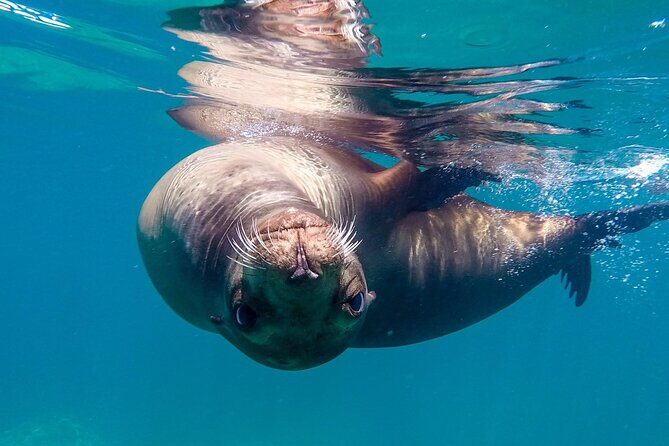 Snorkeling Open Ocean Wildlife Safari in Los Cabos with Photos Included - The Wildlife Encounters