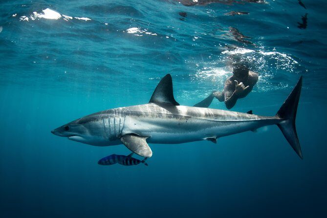 Snorkeling or Swimming with Sharks in Cabo San Lucas - Final Thoughts