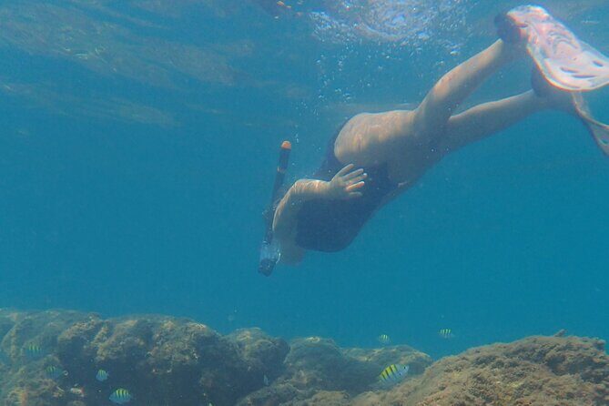 Snorkeling San Carlos with a Marine Biologist - The Value Proposition