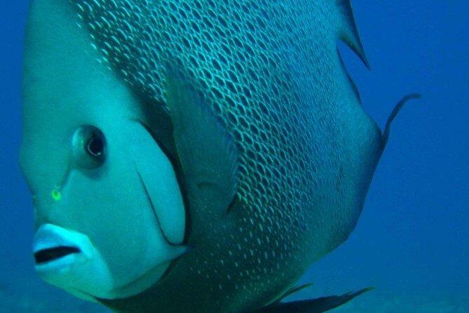Snorkeling with Caribbean fish and private cenote exploration - What to Expect on the Day