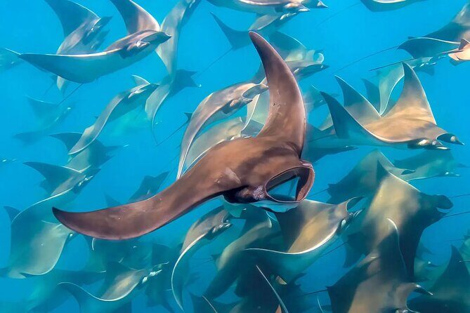 Snorkeling with Mobulas in La Ventana Bay Round trip from La Paz - The Sum Up