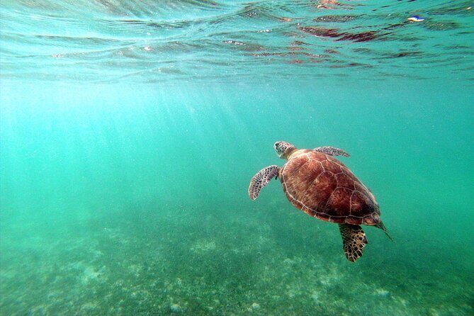 Snorkeling with Turtles and Cenote Tour from Riviera Maya - The Value of This Experience