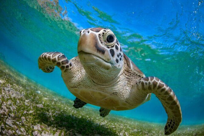 Snorkeling with Turtles and Cenotes - Authentic Experiences and What Travelers Say