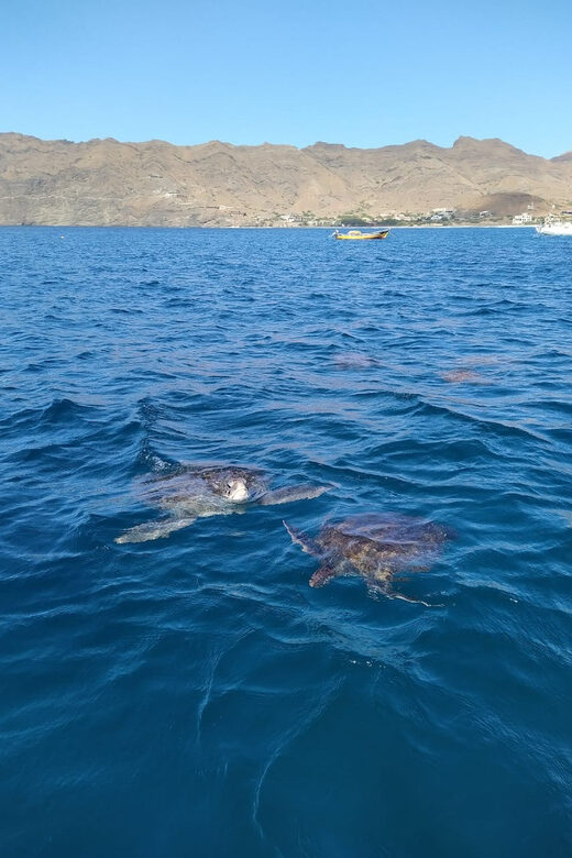 Snorkeling with turtles at Sao Pedro's Beach - The Experience at São Pedro’s Beach