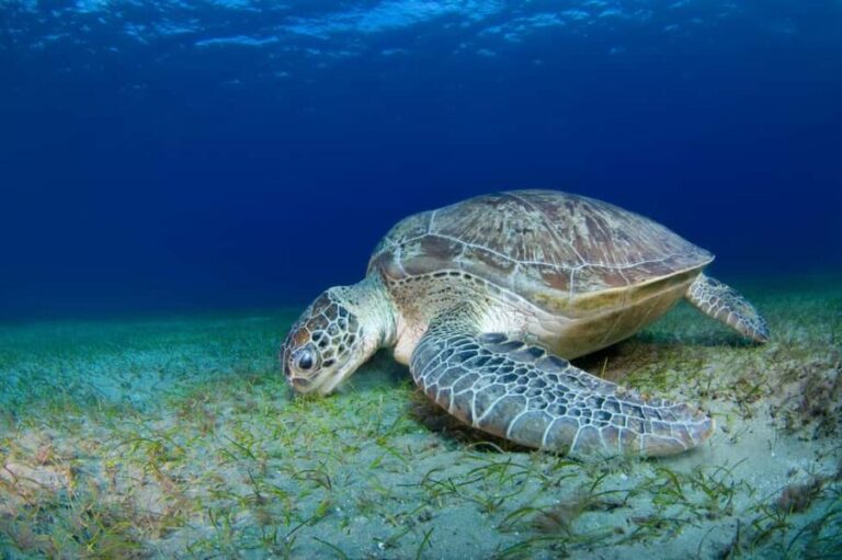 Snorkeling with Turtles: Dubai to Fujairah + Transfer & BBQ - Who Should Consider This Tour?