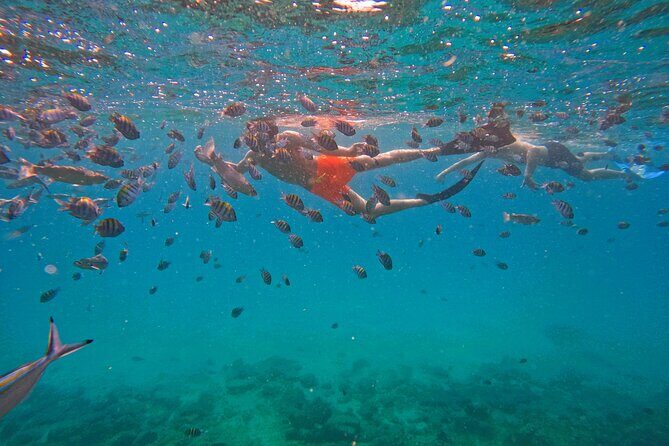 Snorkeling with turtles in Fujairah with Transfer & BBQ lunch - The Value of This Tour
