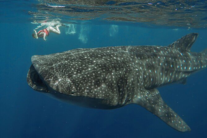 Snorkeling with Whale Sharks - Isla Mujeres - Practical Tips for Your Trip