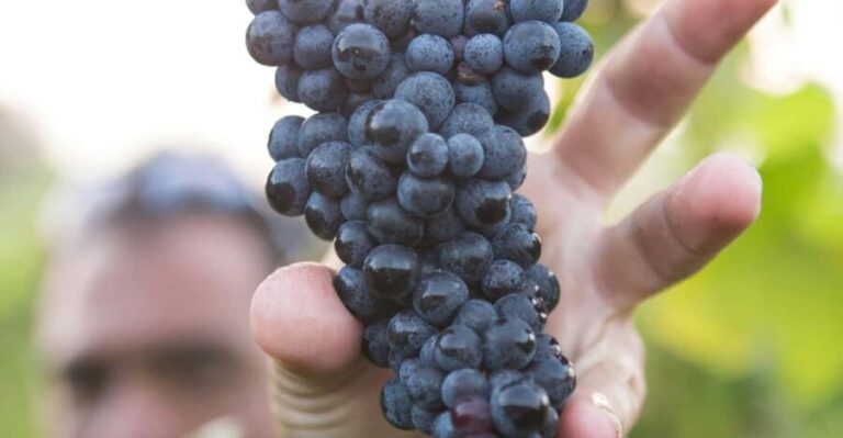 Solvang: Santa Ynez Valley Wine Tours w/ Lunch & Tastings - The Guide and Group Experience