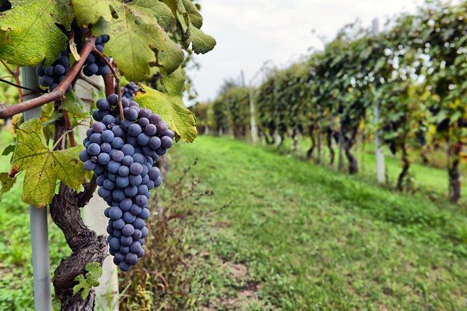 Sonoma Wine Tour with 2 Tastings Included Small-Group Half Day - What Makes This Tour Stand Out?