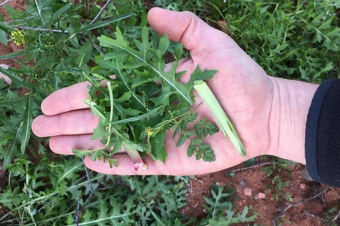 Sonoran Desert- Wild Foods and Traditional Skills - Informed by the Reviews: Authentic Perspectives