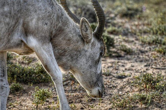 Souss Massa National Park Excursion Wildlife & Safari Tour - Who Should Consider This Tour?