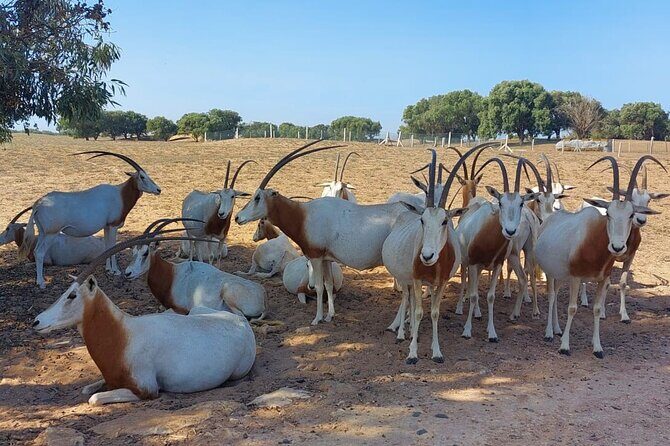 Souss Massa National Park Half Day Trip from Agadir - What to Expect From the Experience