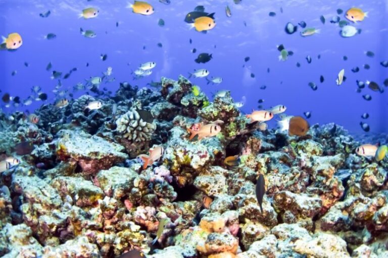 South Maui: Eco Friendly Molokini and Turtle Town Tour - The Value for Money