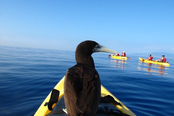 South Maui Kayak and Snorkel Tour with Turtles - The Price and Value