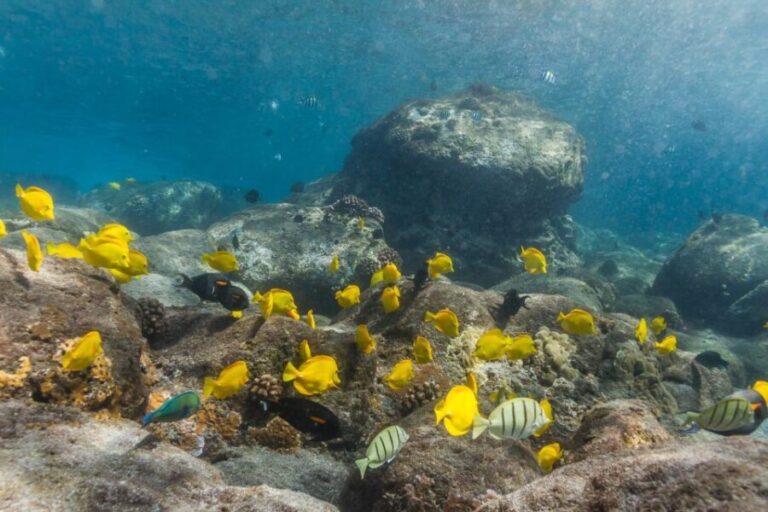 South Maui: Lanai Snorkel & Dolphin Watch from Maalaea - What Sets This Tour Apart?