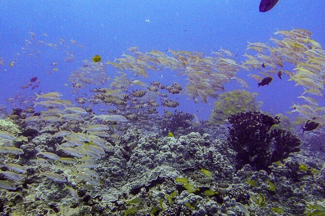 South Maui Shore Dive - Final Thoughts: Is It Worth It?
