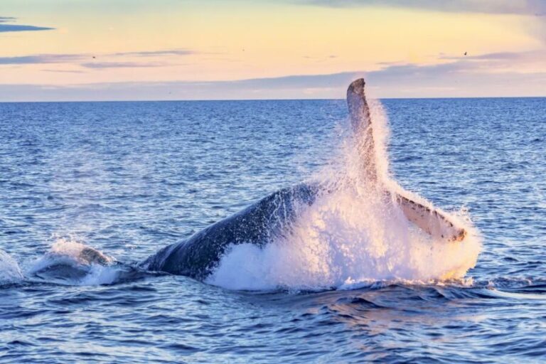 South Maui: Whale Watch Kayaking and Snorkel Tour in Kihei - Why This Tour Is a Good Choice