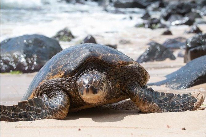 South Shore Aloha Friendly Tour - Timing and Pacing