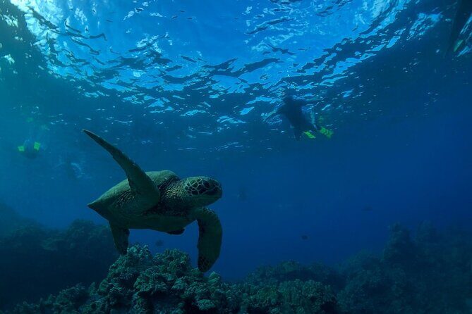 South Shore Turtle Kayak and Snorkel Experience - The Value of This Experience