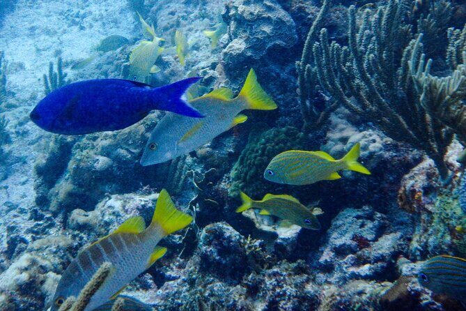 SPECIAL! Snorkel at MUSA - The Underwater Museum Reservation - The Real Value of This Tour