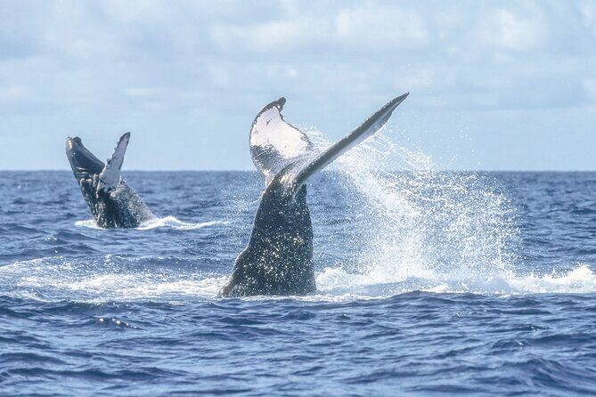 Speed Boat Whale Watching Tour - A Closer Look at the Experience