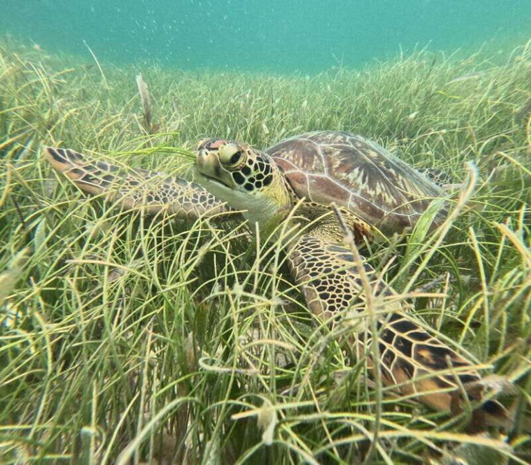 sport fishing and snorkeling in the reef in costa maya - Who Should Consider This Tour?