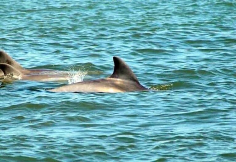 St. Augustine: Dolphin and Wildlife Historical Boat Tour - What the Tour Entails