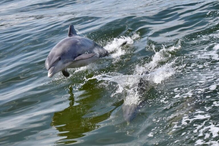 St. Augustine: Dolphin Watching Harbor Tour with Drinks - Final Thoughts: Who Is This Tour Best For?