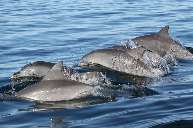 St. Pete Dolphin Watching and Shelling Adventure - Authentic Traveler Experiences