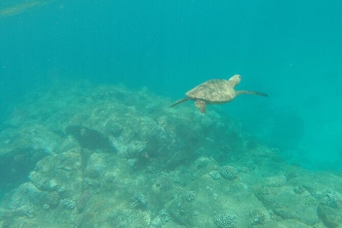 Stand Up Paddle Nature and Turtle tour-Guaranteed to see turtles - An In-Depth Look at the Tour Experience