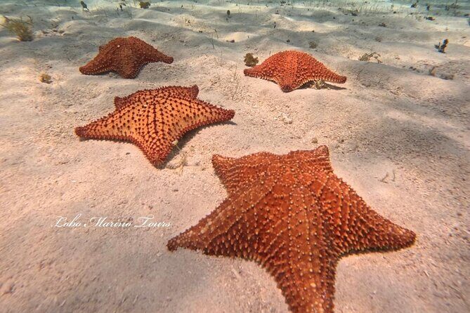 Star and Turtle Sanctuary Snorkeling Tour in Cozumel - Practical Tips for Travelers