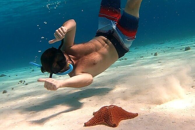 Starfish, Stingrays and the Turtle Sanctuary Snorkeling Tour - What Do You Get?