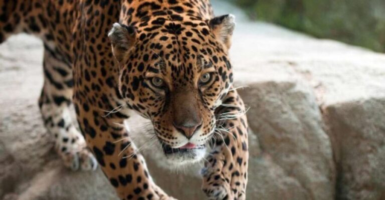 Stoneham, Massachusetts: Stone Zoo Entry Ticket - Who Should Consider Visiting?