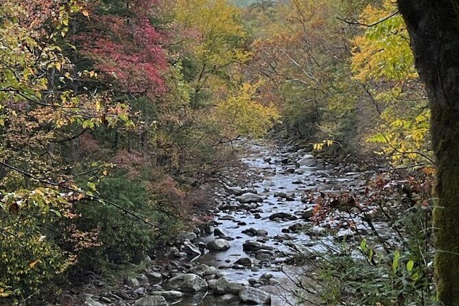 Stroll Back in Time Smokies History Streams and Forest Hike - Final Thoughts: Who Will Love This Experience?