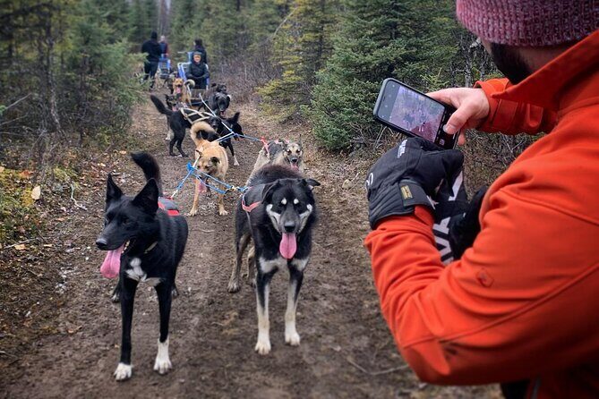 Summer Dog Sledding Adventure in Willow, Alaska - The Scenic Setting and Views