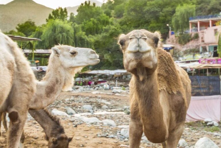 Sun set camel ride in palmerai of Marrakesh - Additional Details: What’s Included and Tips for Travelers