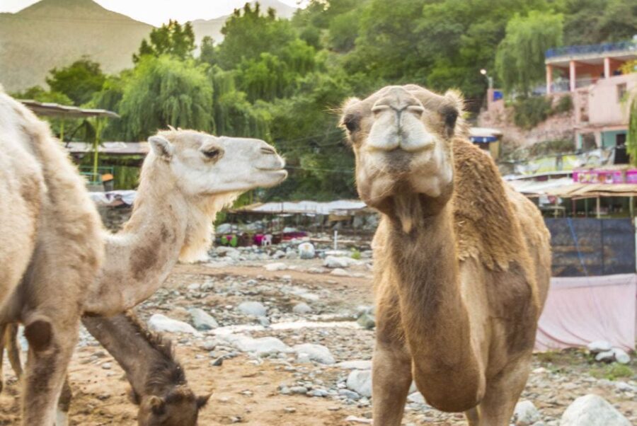 Sun set camel ride in palmerai of Marrakesh - Additional Details: What’s Included and Tips for Travelers