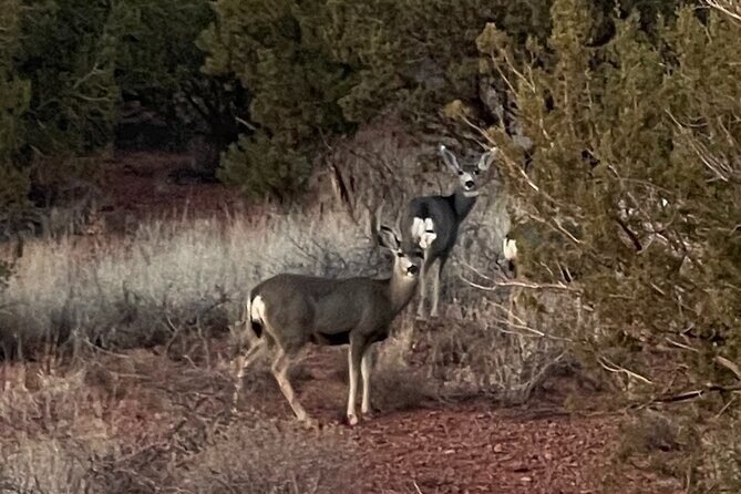 Sunrise Wildlife Safari Tour by Jeep from Sedona - What to Expect from the Itinerary