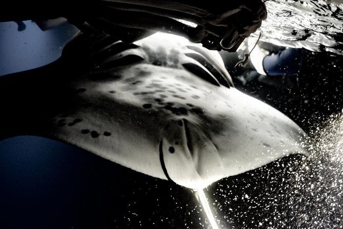 Sunset and Manta Ray Snorkel Adventure - Practical Details and Logistics