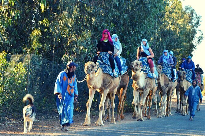 Sunset camel ride and barbecue dinner in Agadir - Who Will Love This Tour?