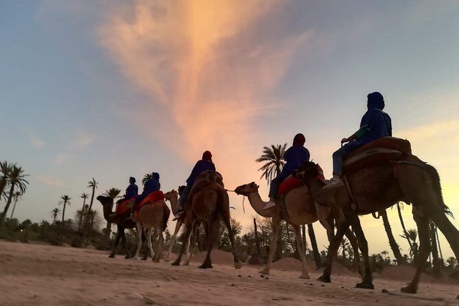 Sunset Camel Ride in the Palm Grove Of Marrakech - Who Will Love This Tour?