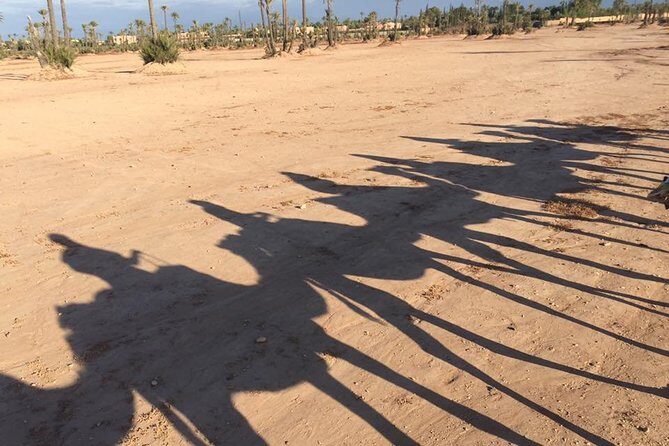 Sunset Camel Ride in the Palm Grove of Marrakech - The Sum Up