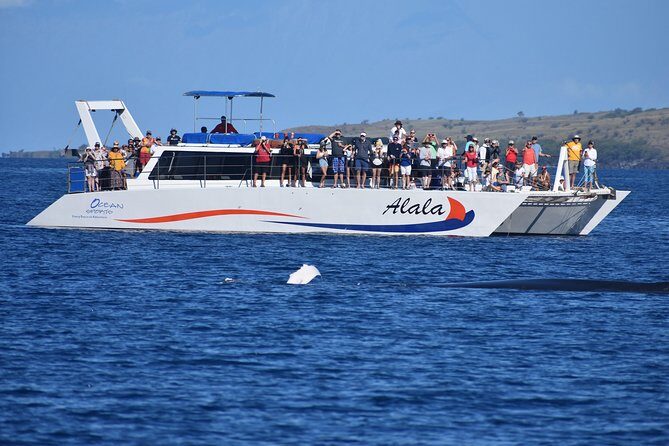 Sunset Cruise with the Whales from Anaeho'omalu Bay - Price & Value