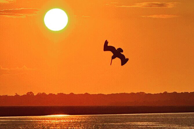 Sunset Dolphin Cruise (options for public of private) - The Itinerary: What to Expect on Your Charleston Sunset Dolphin Cruise