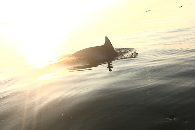 Sunset Dolphin Kayak Tours - Final Thoughts